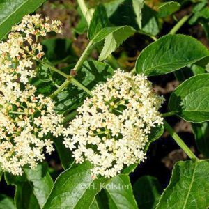Sambucus nigra ssp. caerulea