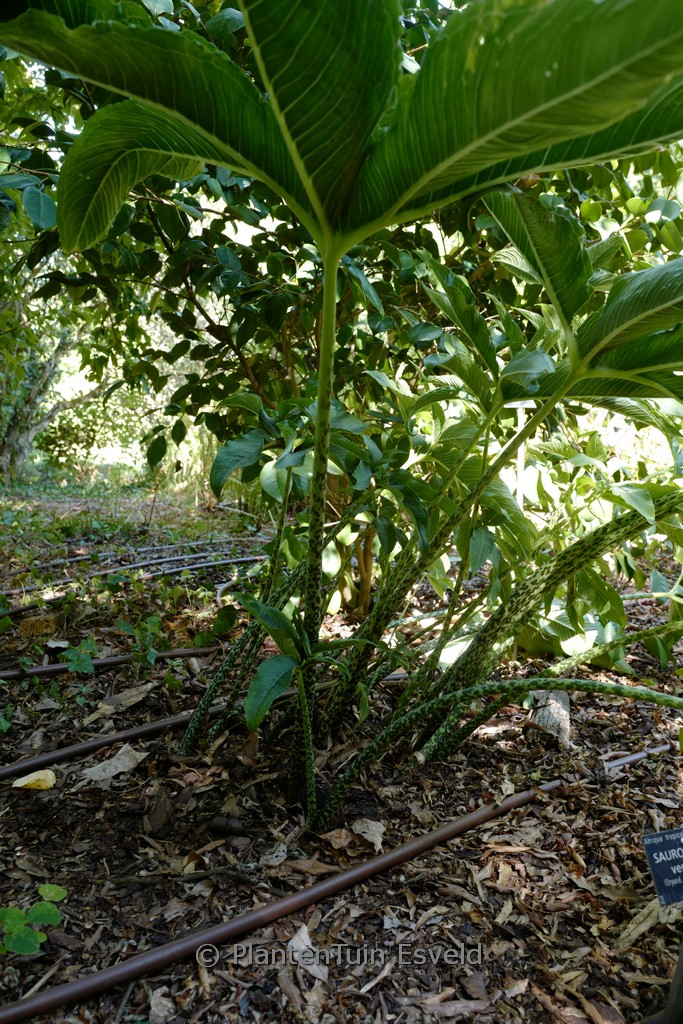 Sauromatum venosum