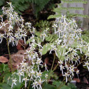 Saxifraga cortusifolia 'Maigruen'