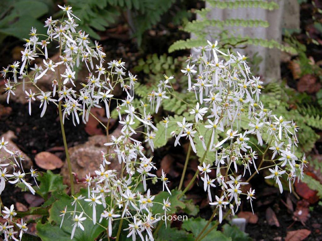 Saxifraga cortusifolia 'Maigruen'