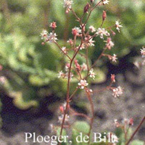 Saxifraga urbium 'Variegata'