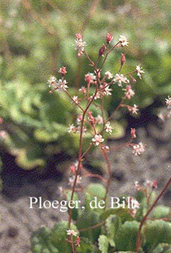 Saxifraga urbium 'Variegata'