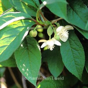 Schisandra grandiflora