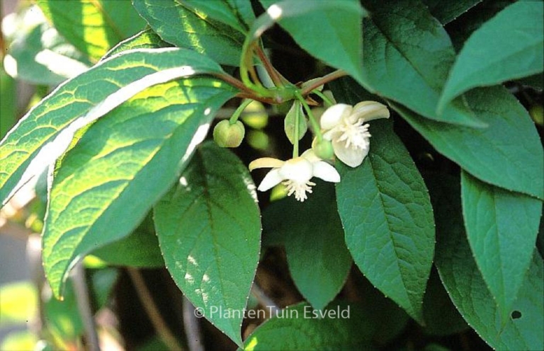Schisandra grandiflora