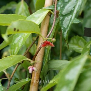 Schisandra propinqua
