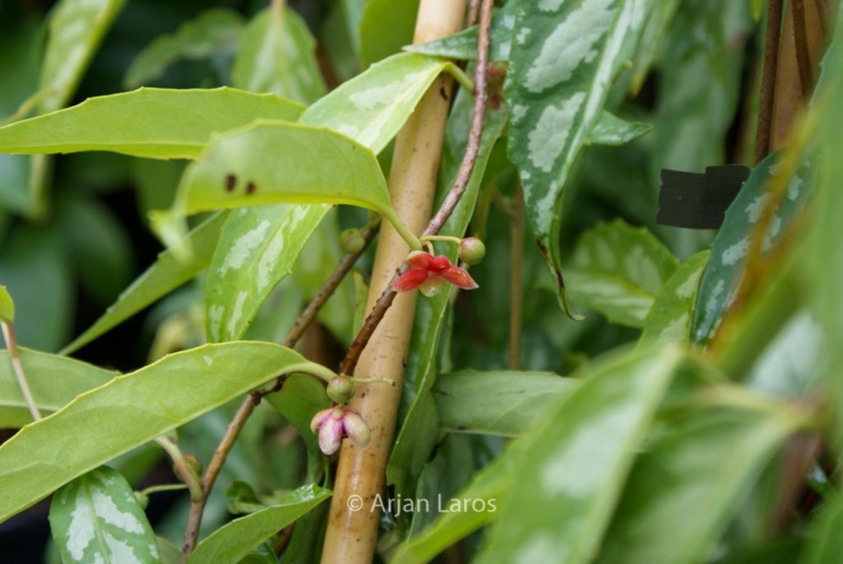 Schisandra propinqua