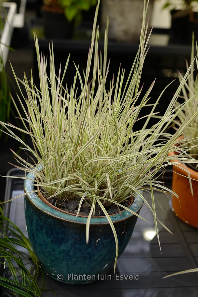 Schizachyrium scoparium 'Chameleon'