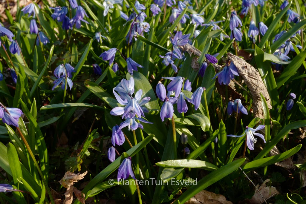 Scilla bifolia