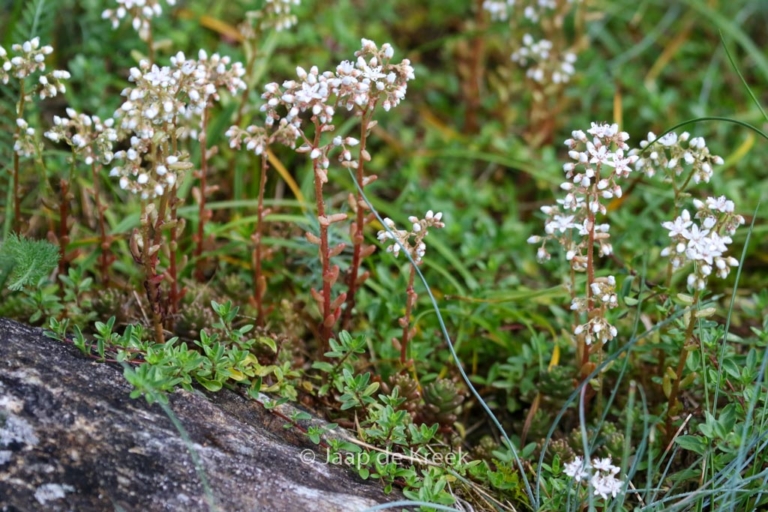 Sedum album