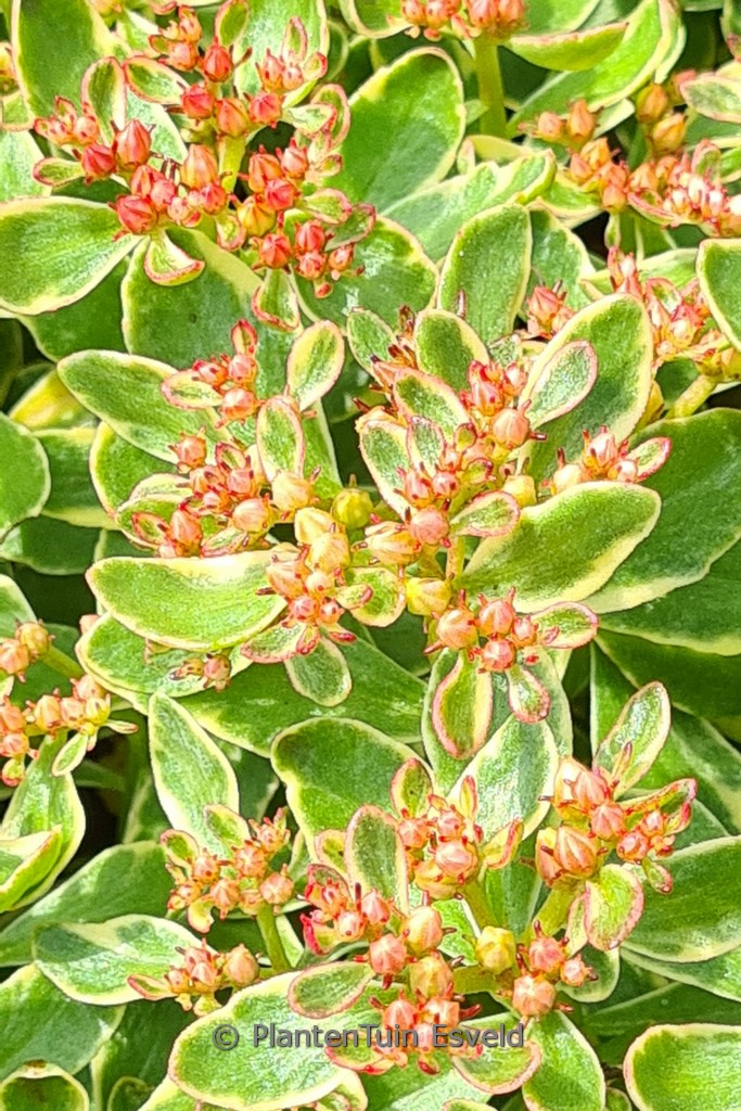 Sedum kamtschaticum 'Variegatum'