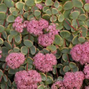 Sedum sieboldii