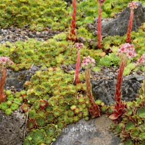 Sempervivum 'Commander Hay'