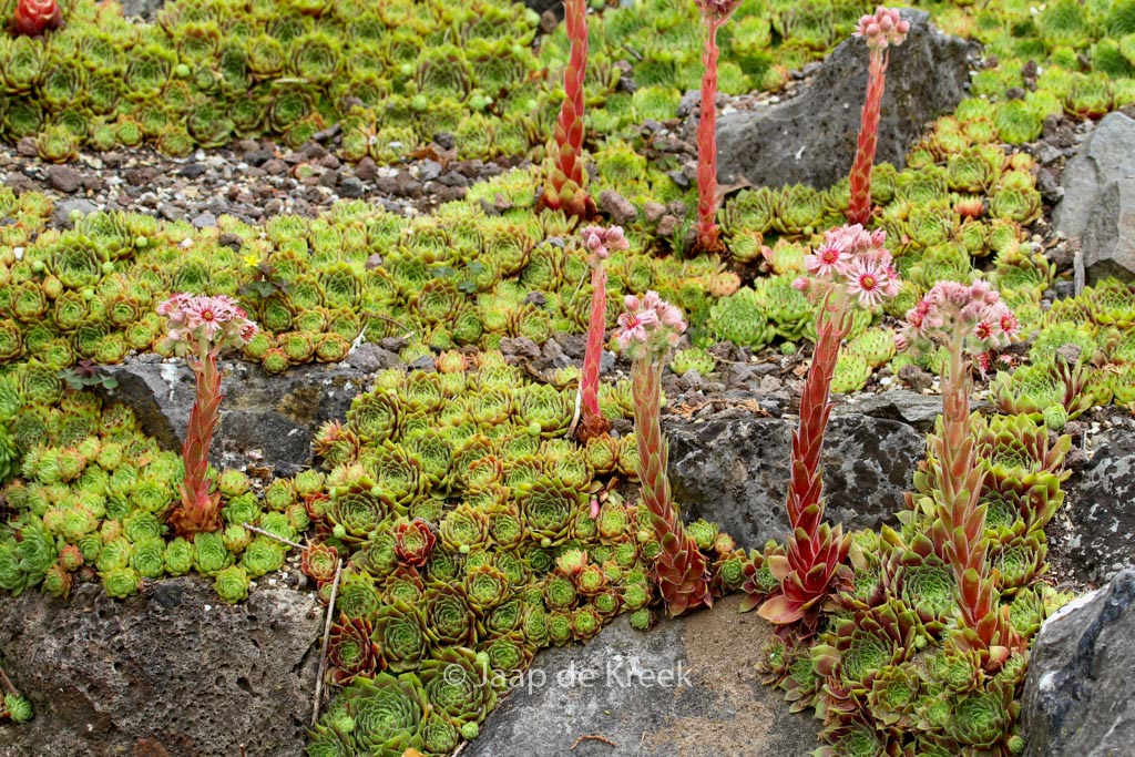 Sempervivum 'Commander Hay'