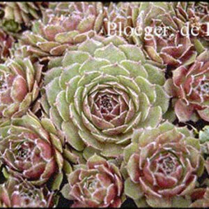 Sempervivum 'Granat'