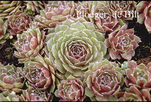 Sempervivum 'Granat'