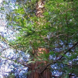 Sequoia sempervirens 'Martin'