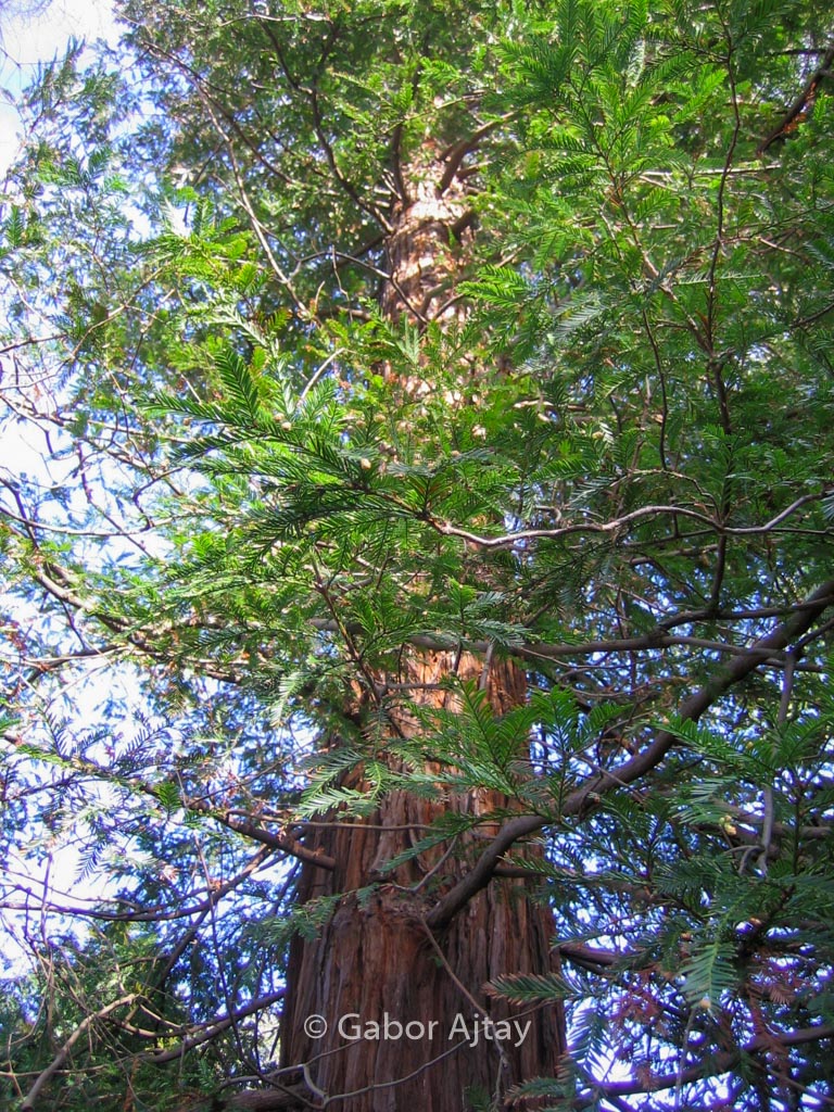 Sequoia sempervirens 'Martin'