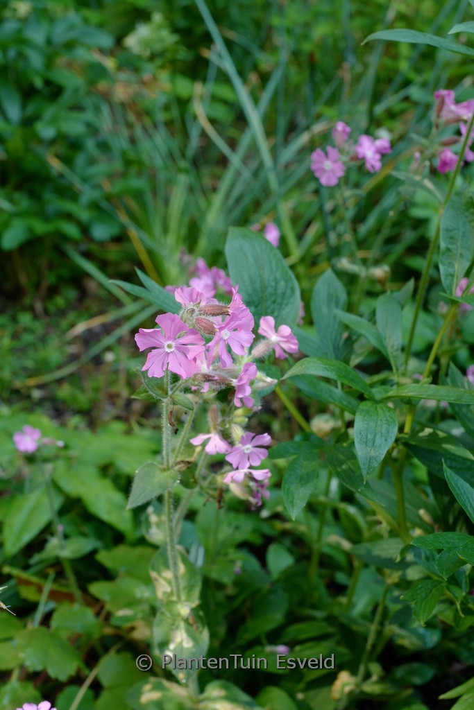 Silene dioica 'Minikin'
