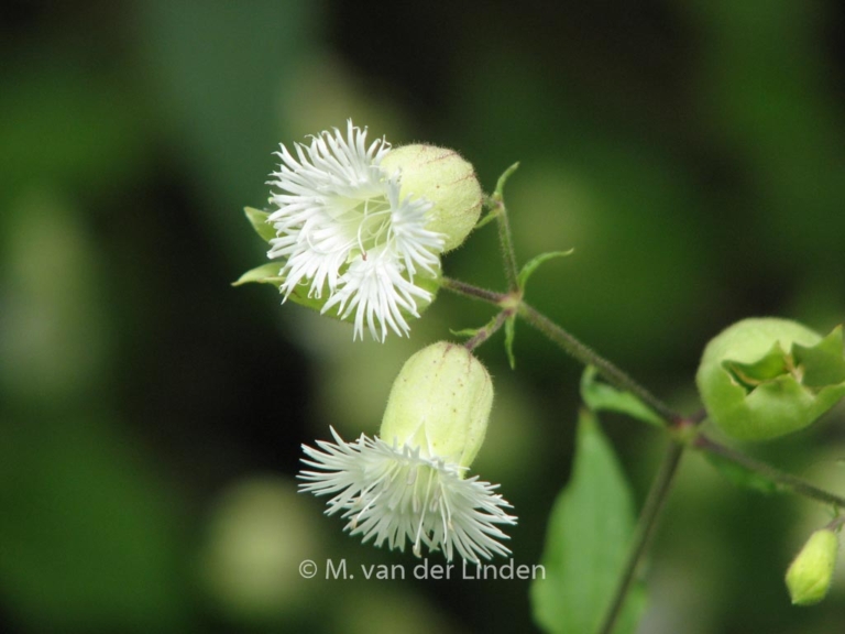 Silene fimbriata