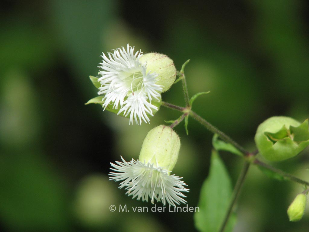 Silene fimbriata