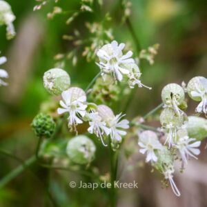 Silene vulgaris