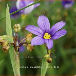 Sisyrinchium angustifolium 'Lucerne'