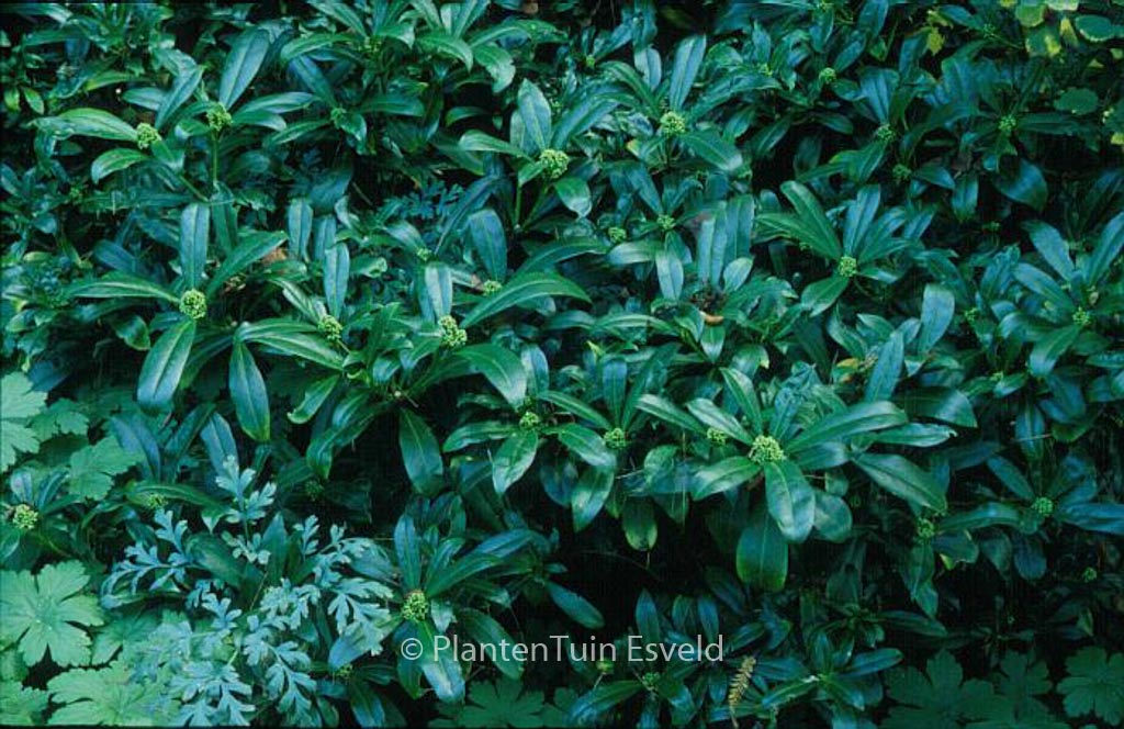 Skimmia anquetilia