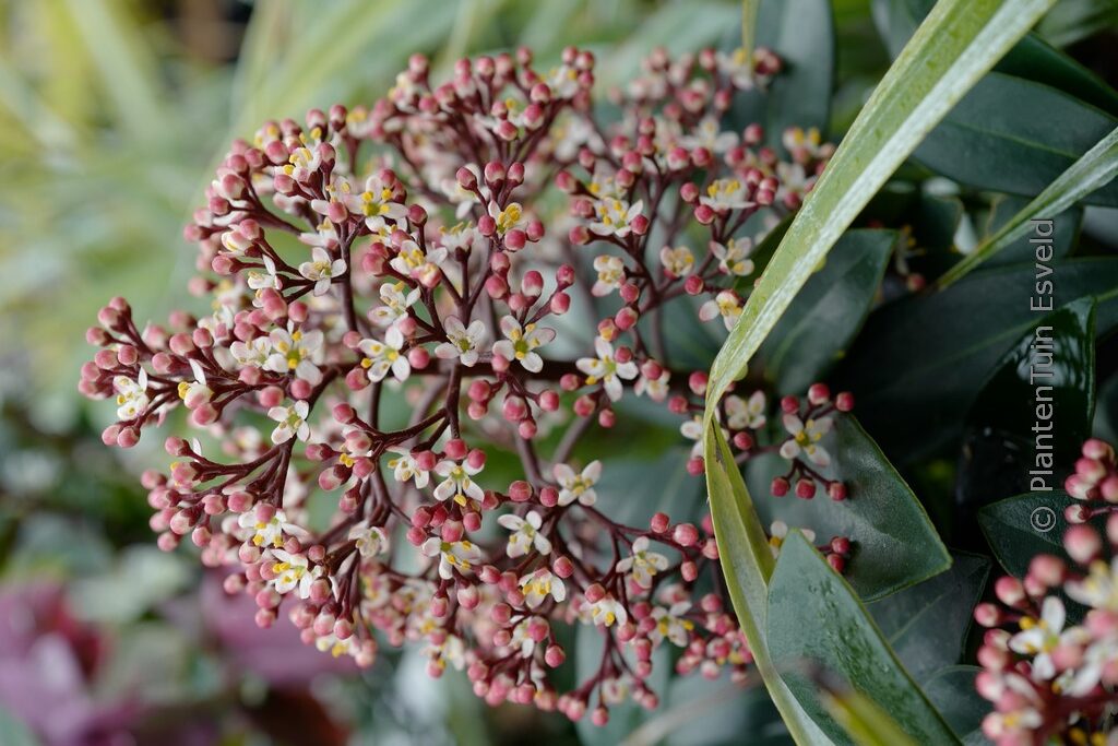 Skimmia japonica 'Rubella' - Afbeelding 2