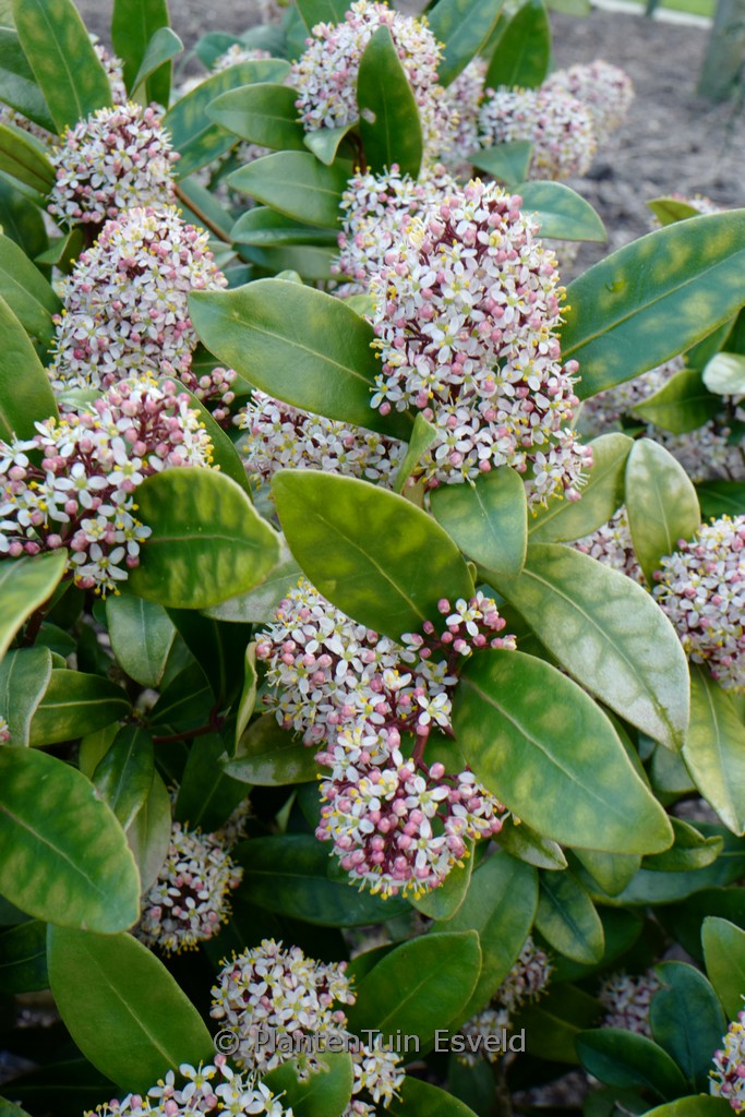 Skimmia japonica 'Rubella'