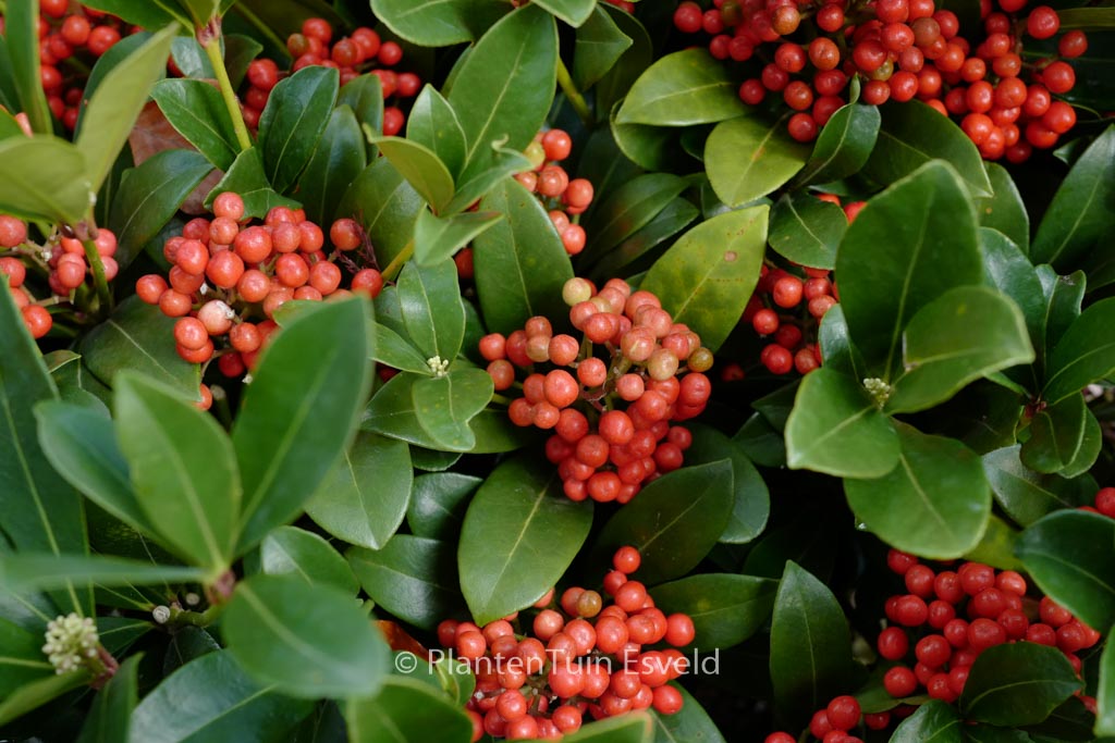Skimmia japonica 'Temptation'