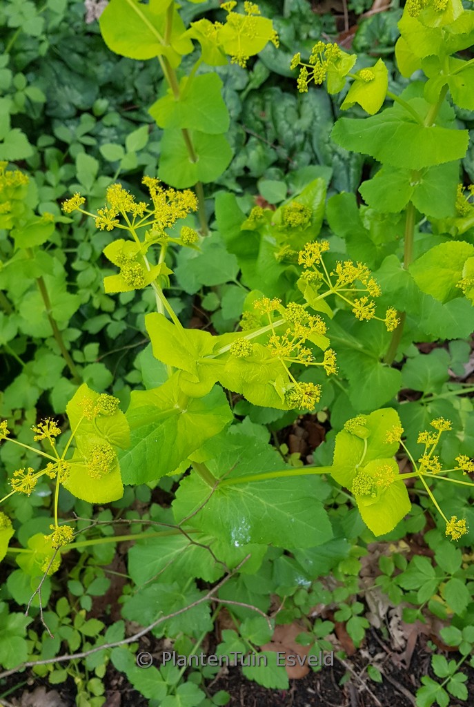 Smyrnium perfoliatum