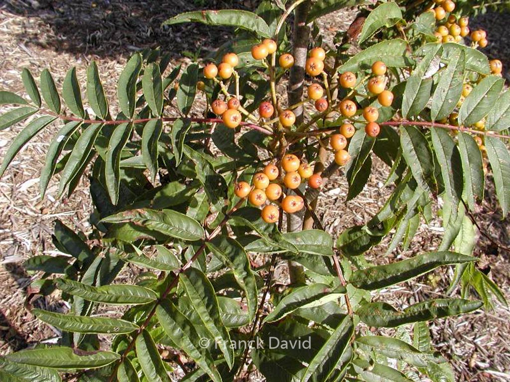 Sorbus americana