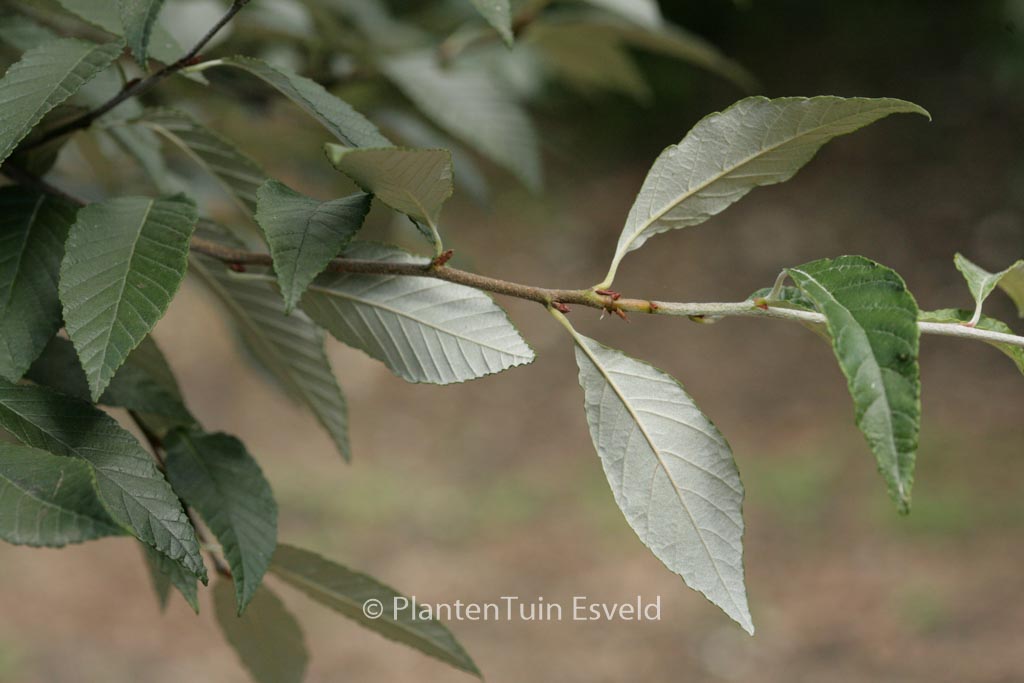 Sorbus folgneri 'Emiel'