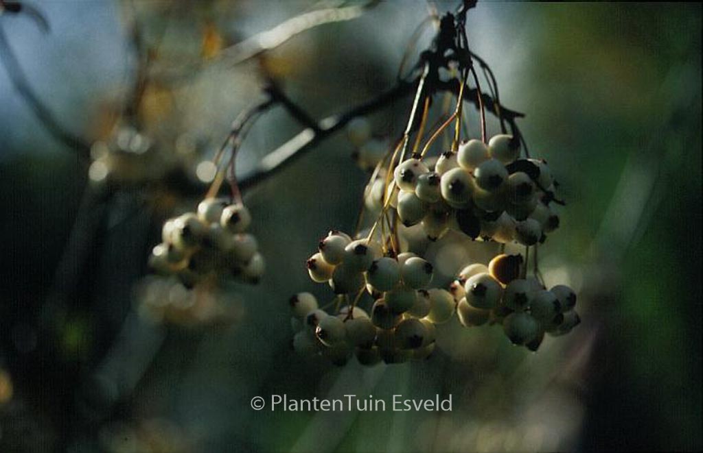 Sorbus gongashanica