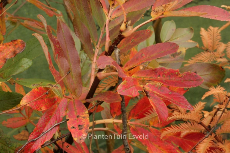Sorbus harrowiana
