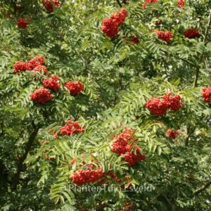 Sorbus pohuashanensis