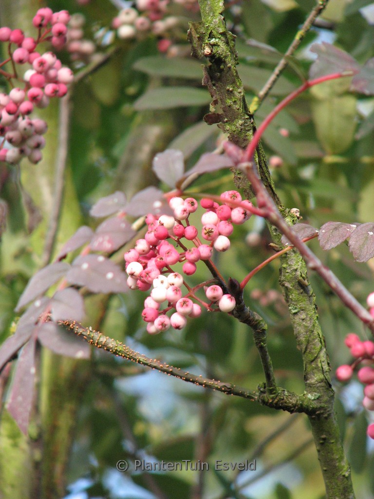 Sorbus pseudohupehensis
