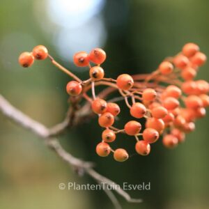 Sorbus randaiensis