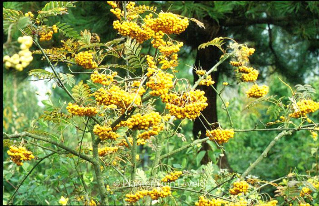 Sorbus 'Sunshine'