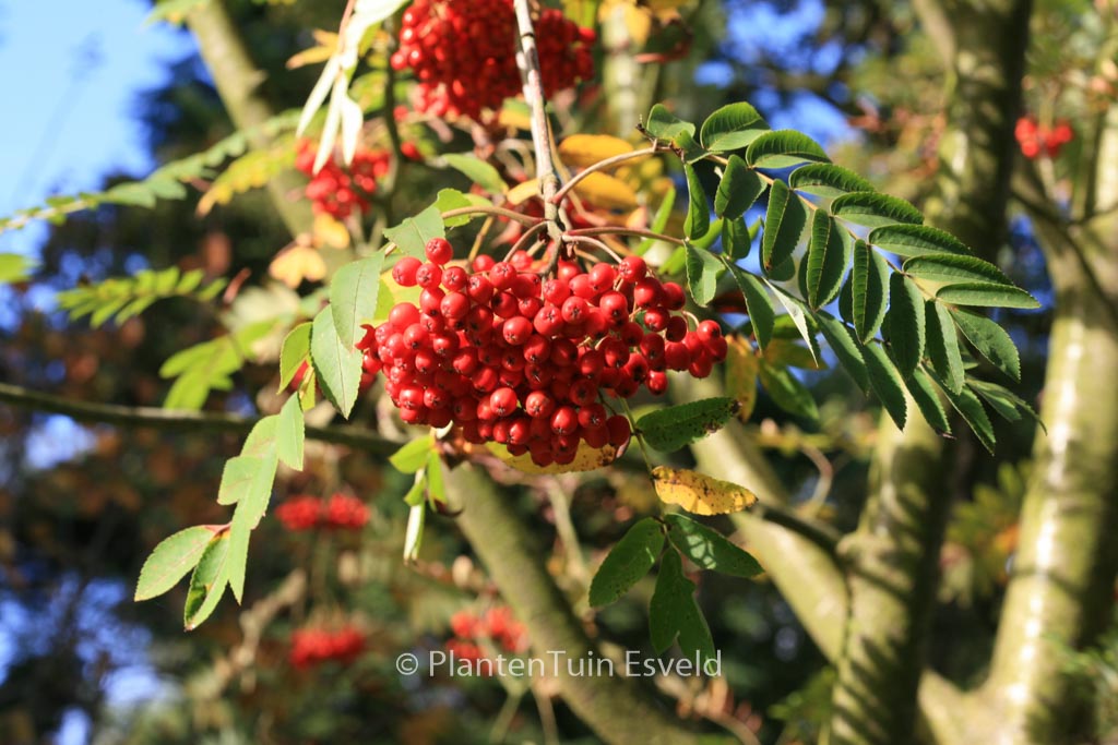 Sorbus wilsoniana