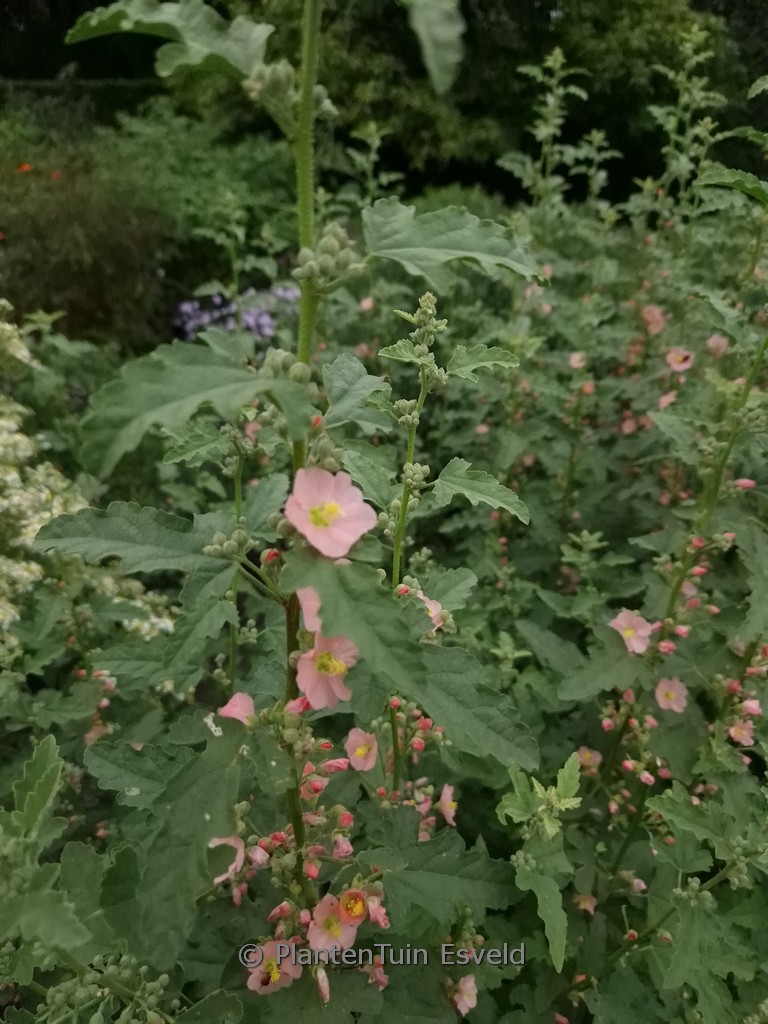 Sphaeralcea 'Charmeuse'