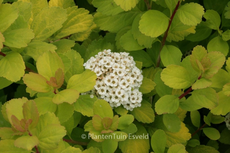 Spiraea betulifolia 'Tor Gold'