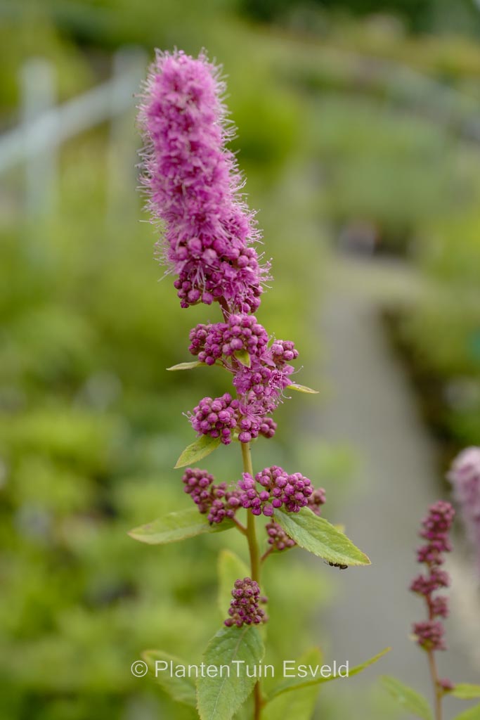 Spiraea douglasii