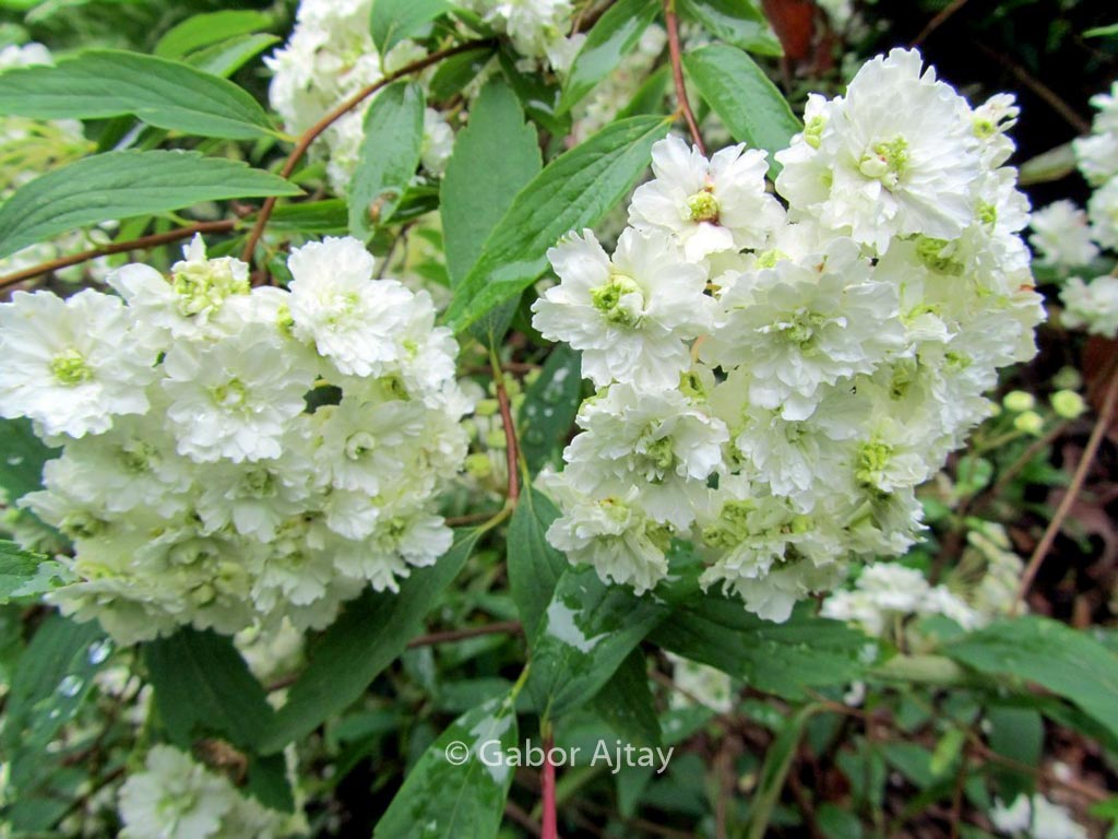 Spiraea prunifolia 'Plena'