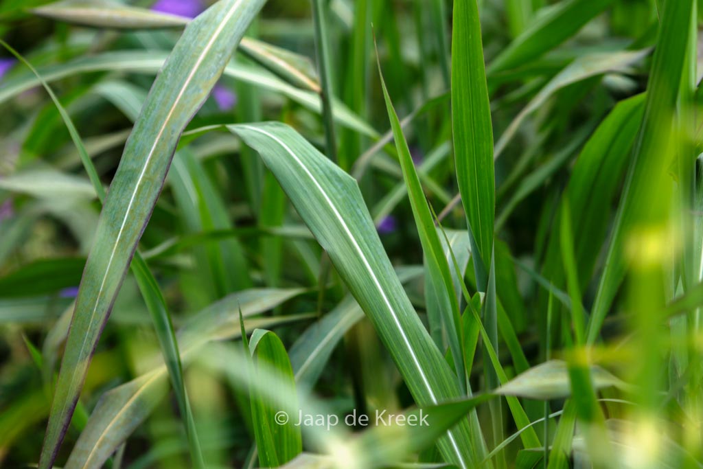 Spodiopogon sibiricus 'West Lake'