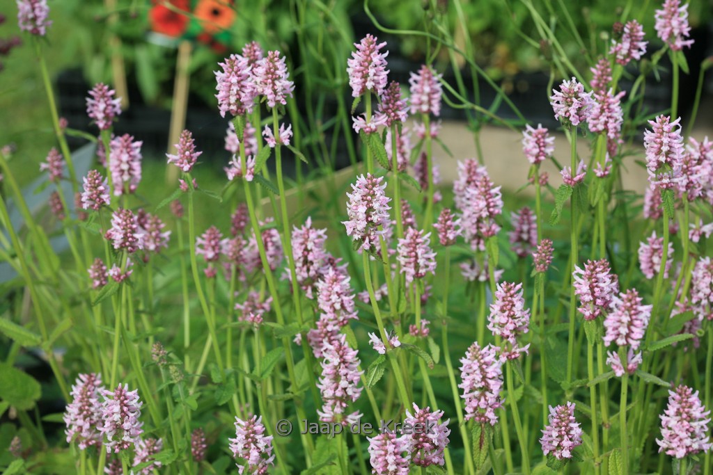 Stachys officinalis 'Rosea'