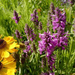 Stachys 'Summer Romance'