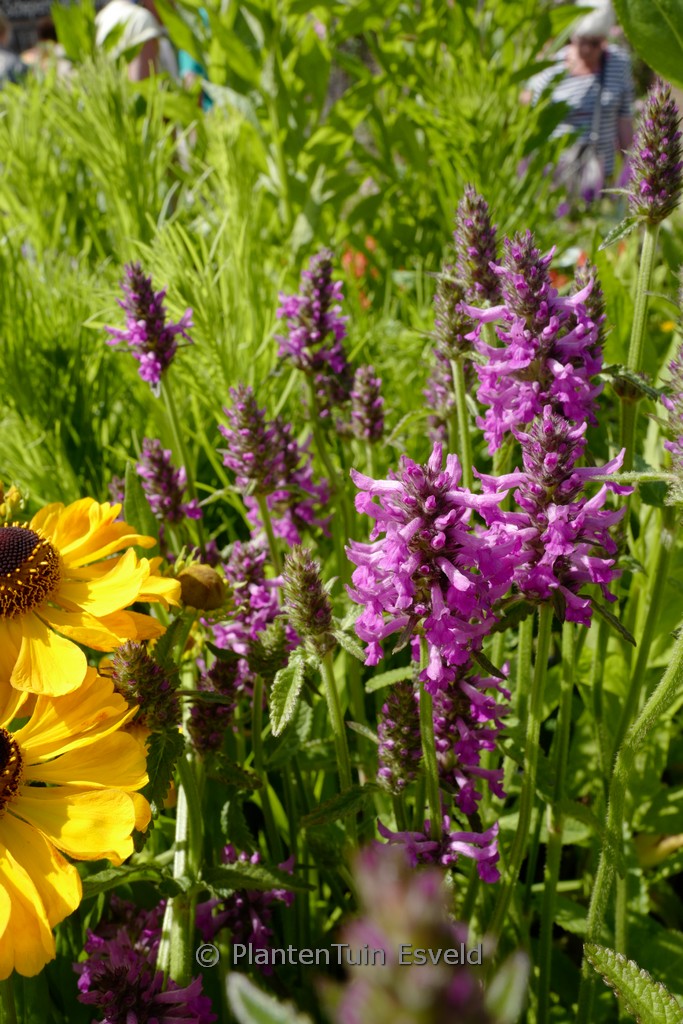 Stachys 'Summer Romance'