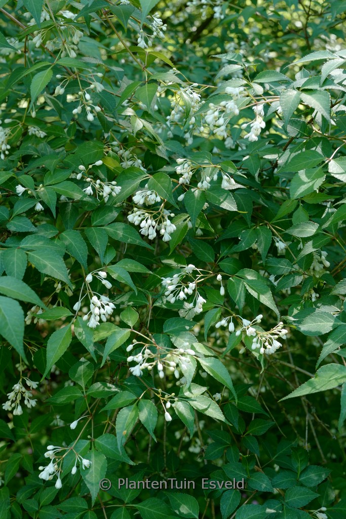 Staphylea bumalda