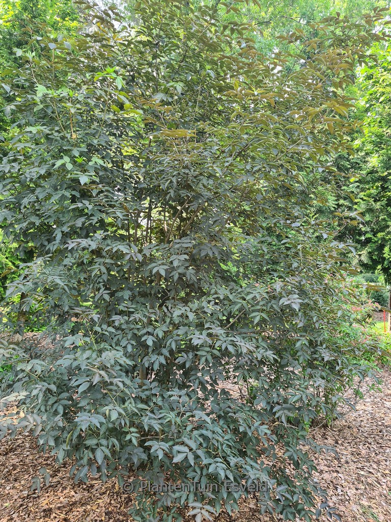Staphylea colchica 'Black Jack'